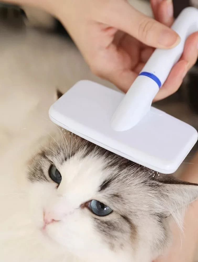 العناية بالحيوانات image